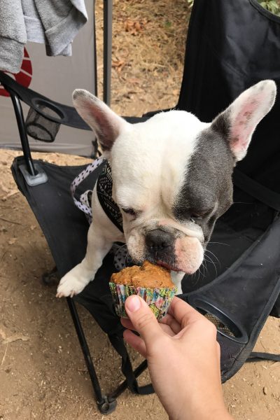 This Pupcake recipe is the perfect dog treat to celebrate your pooch! | mincerepublic.com