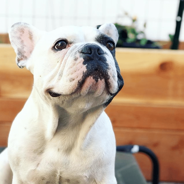 white and blue French Bulldog with his head facing upwards who was just diagnosed with grade 5 ivdd