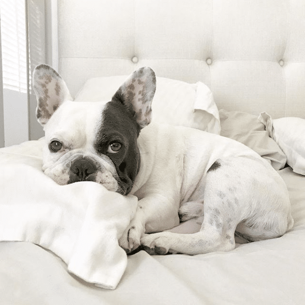 white and blue French Bulldog laying on bed with his head on a pillow who has grade 5 ivdd