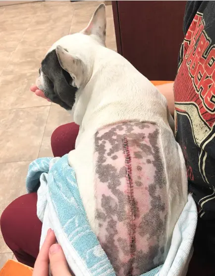 IVDD Recovery Week One