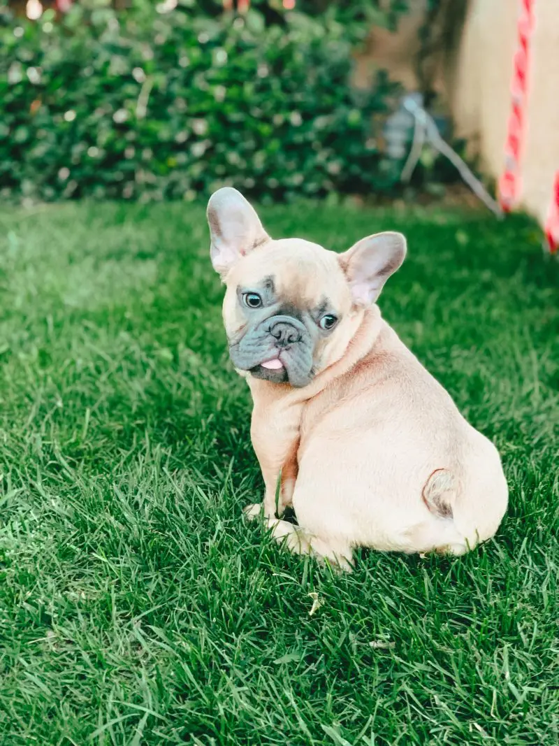 Welcoming Weasley, the French Bulldog | mincerepublic.com