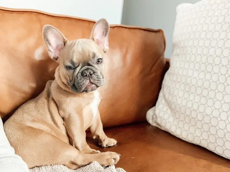Welcoming Weasley, the French Bulldog | mincerepublic.com