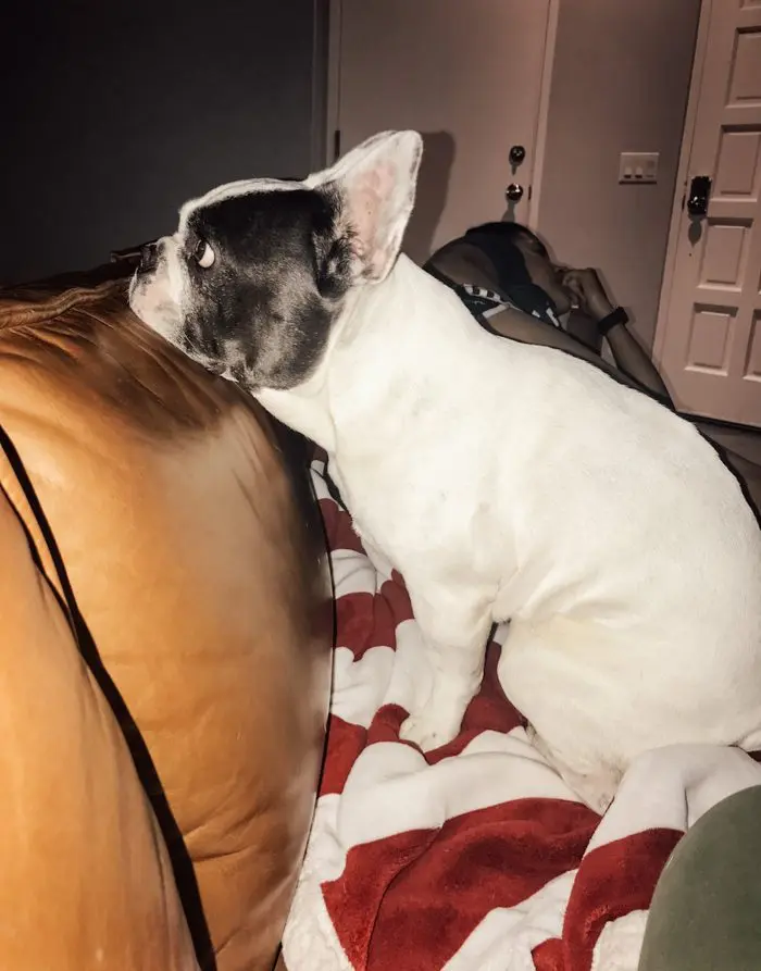 IVDD Recovery photo from mincerepublic.com