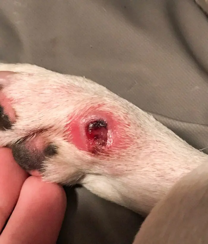 IVDD Recovery photo from mincerepublic.com